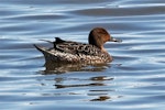 Northern pintail. Adult female on water. Pleasure Bay, Invercargill, October 2021. Image © Duncan Watson by Duncan Watson.