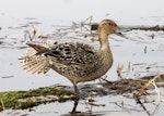 Northern pintail. Adult female. Anadyr, Chukotka, May 2008. Image © Sergey Golubev by Sergey Golubev.