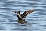 Northern pintail. Adult female showing wing pattern. Pleasure Bay, Invercargill, October 2021. Image © Duncan Watson by Duncan Watson.