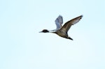 Northern pintail. Adult male in flight. Gurgy, France, June 2016. Image © Cyril Vathelet by Cyril Vathelet.