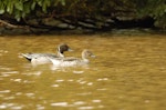 Northern pintail. Adult pair. Hawai`i - Island of Kaua`i, January 2006. Image © JIm Denny by Jim Denny.