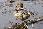 Northern pintail. Adult female. Anadyr, Chukotka, May 2008. Image © Sergey Golubev by Sergey Golubev.