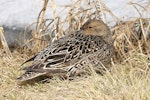 Northern pintail. Adult female roosting. Anadyr, Chukotka, May 2008. Image © Sergey Golubev by Sergey Golubev.