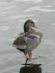 Mallard | Rakiraki. Adult male in non-breeding plumage. Lake Rotoroa, Hamilton, January 2012. Image © Alan Tennyson by Alan Tennyson.