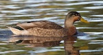 Mallard | Rakiraki. Male in eclipse plumage. Wanganui, July 2012. Image © Ormond Torr by Ormond Torr.