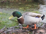 Mallard | Rakiraki. Drake looking for food. Lake Te Anau, June 2015. Image © Robbie Leslie by Robbie Leslie.