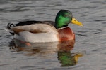 Mallard | Rakiraki. Male in breeding plumage. Nelson Lakes National Park, July 2007. Image © Peter Reese by Peter Reese.