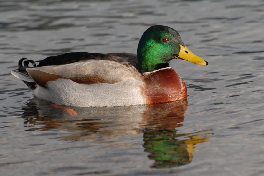 Mallard | Rakiraki. Male in breeding plumage. Nelson Lakes National Park, July 2007. Image © Peter Reese by Peter Reese.