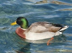 Mallard | Rakiraki. Adult male in breeding plumage. Lake Wanaka, July 2016. Image © Alan Tennyson by Alan Tennyson.