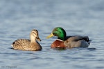 Mallard | Rakiraki. Adult female (left) and male (right). Hamilton, Waikato, July 2005. Image © Neil Fitzgerald by Neil Fitzgerald.