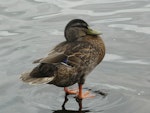 Mallard | Rakiraki. Adult male in non-breeding plumage. Lake Rotoroa, Hamilton, January 2012. Image © Alan Tennyson by Alan Tennyson.