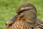 Mallard | Rakiraki. Adult female. Wanganui, June 2011. Image © Ormond Torr by Ormond Torr.