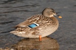 Mallard | Rakiraki. Female. Nelson Lakes National Park, July 2007. Image © Peter Reese by Peter Reese.