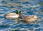 Mallard | Rakiraki. Adult male and female. Lake Wanaka, July 2016. Image © Alan Tennyson by Alan Tennyson.