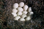 Mallard | Rakiraki. Eggs. Mount Bruce Wildlife Centre. Image © Department of Conservation ( image ref: 10031509 ) by Roy Walker, Department of Conservation.