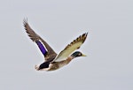 Mallard | Rakiraki. Male in flight. Katikati, August 2012. Image © Raewyn Adams by Raewyn Adams.