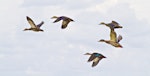 Mallard | Rakiraki. Flock in flight - drake at right with mallard/grey hybrids. Matata, March 2011. Image © Raewyn Adams by Raewyn Adams.