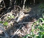 Mallard | Rakiraki. Adult female on nest. Waikato, August 2011. Image © Joke Baars by Joke Baars.