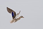 Mallard | Rakiraki. Adult female in flight. Katikati, August 2012. Image © Raewyn Adams by Raewyn Adams.