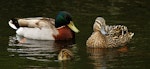 Mallard | Rakiraki. Male, female and duckling. Wanganui, September 2010. Image © Ormond Torr by Ormond Torr.