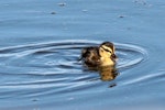 Mallard | Rakiraki. Duckling. Te Awanga Lagoon, August 2009. Image © Dick Porter by Dick Porter.