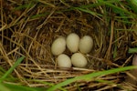 Mallard | Rakiraki. Nest with 5 eggs. Wellington, December 2008. Image © Peter Reese by Peter Reese.