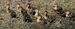 Mallard | Rakiraki. Ducklings. Wanganui, October 2011. Image © Ormond Torr by Ormond Torr.