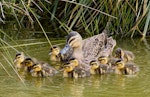 Mallard | Rakiraki. Mallard x grey duck hybrid with 10 ducklings. Nelson sewage ponds, September 2017. Image © Rebecca Bowater by Rebecca Bowater.