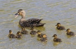 Mallard | Rakiraki. Mallard x grey duck hybrid hen calling her ducklngs. Nelson sewage ponds, September 2017. Image © Rebecca Bowater by Rebecca Bowater.