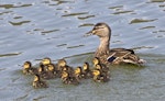 Mallard | Rakiraki. Adult female with ducklings. Nelson sewage ponds, September 2015. Image © Rebecca Bowater by Rebecca Bowater FPSNZ AFIAP.