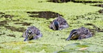 Mallard | Rakiraki. Juveniles eating duckweed. Lake Rotorua, February 2012. Image © Raewyn Adams by Raewyn Adams.