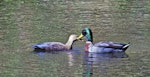 Mallard | Rakiraki. Head-bobbing courtship display. Male on right. Tauranga, May 2012. Image © Raewyn Adams by Raewyn Adams.