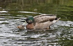 Mallard | Rakiraki. Pair copulating. The male holds the feathers on the back of the female's head to help keep his balance. Hamurana Springs, June 2012. Image © Raewyn Adams by Raewyn Adams.