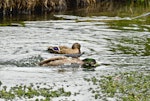 Mallard | Rakiraki. Following copulation - male circling female while she bathes. Hamurana Springs, June 2012. Image © Raewyn Adams by Raewyn Adams.