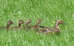 Mallard | Rakiraki. Adult female leading 4 chicks close to fledging. Waikato, November 2011. Image © Joke Baars by Joke Baars.