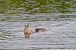 Mallard | Rakiraki. Feeding. Tauranga, March 2012. Image © Raewyn Adams by Raewyn Adams.