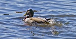 Mallard | Rakiraki. "Water off a duck's back" - superhydrophobicity in action. Tauranga, August 2012. Image © Raewyn Adams by Raewyn Adams.