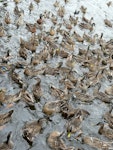 Mallard | Rakiraki. Flock. Lake Rotoroa, Hamilton, January 2012. Image © Alan Tennyson by Alan Tennyson.