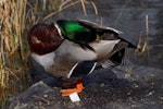 Mallard | Rakiraki. Male getting preening oil. Queenstown, August 2010. Image © Peter Reese by Peter Reese.