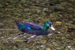 Mallard | Rakiraki. Cayuga (a domesticated form of mallard). Maitai River, Nelson, April 2016. Image © Rochelle Marshall by Rochelle Marshall.