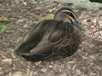 Grey duck | Pārera. Adult at rest. Sydney, New South Wales, Australia, December 2010. Image © Sarah Jamieson by Sarah Jamieson.