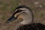 Grey duck | Pārera. Head (likely hybrid due to the extent of mottling on the cream stripes). Lake Alexandrina, February 2008. Image © Peter Reese by Peter Reese.