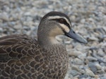 Grey duck | Pārera. Adult. Lake Rotoiti, Nelson Lakes, March 2014. Image © Amber Calman by Amber Calman.