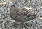 Grey duck | Pārera. Adult. Parkwood, Waikanae, December 2019. Image © Alan Tennyson by Alan Tennyson.