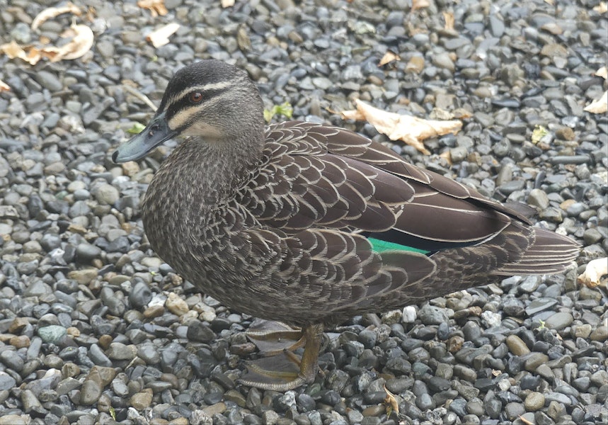 Grey duck | Pārera. Adult. Parkwood, Waikanae, December 2019. Image © Alan Tennyson by Alan Tennyson.