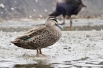 Grey duck | Pārera. Adult. Tauranga, February 2013. Image © Raewyn Adams by Raewyn Adams.