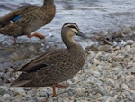 Grey duck | Pārera. Adult. Lake Rotoiti, Nelson Lakes, March 2014. Image © Amber Calman by Amber Calman.