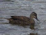 Grey duck | Pārera. Adult. Lake Rotoiti, Nelson Lakes, March 2014. Image © Amber Calman by Amber Calman.