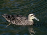 Grey duck | Pārera. Adult (the green bill is unusual and may indicate a mallard hybrid). Melbourne, Victoria, July 1997. Image © Alan Tennyson by Alan Tennyson.