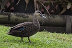 Grey duck | Pārera. Adult. Tweed Heads, Queensland, January 2018. Image © Oscar Thomas by Oscar Thomas.